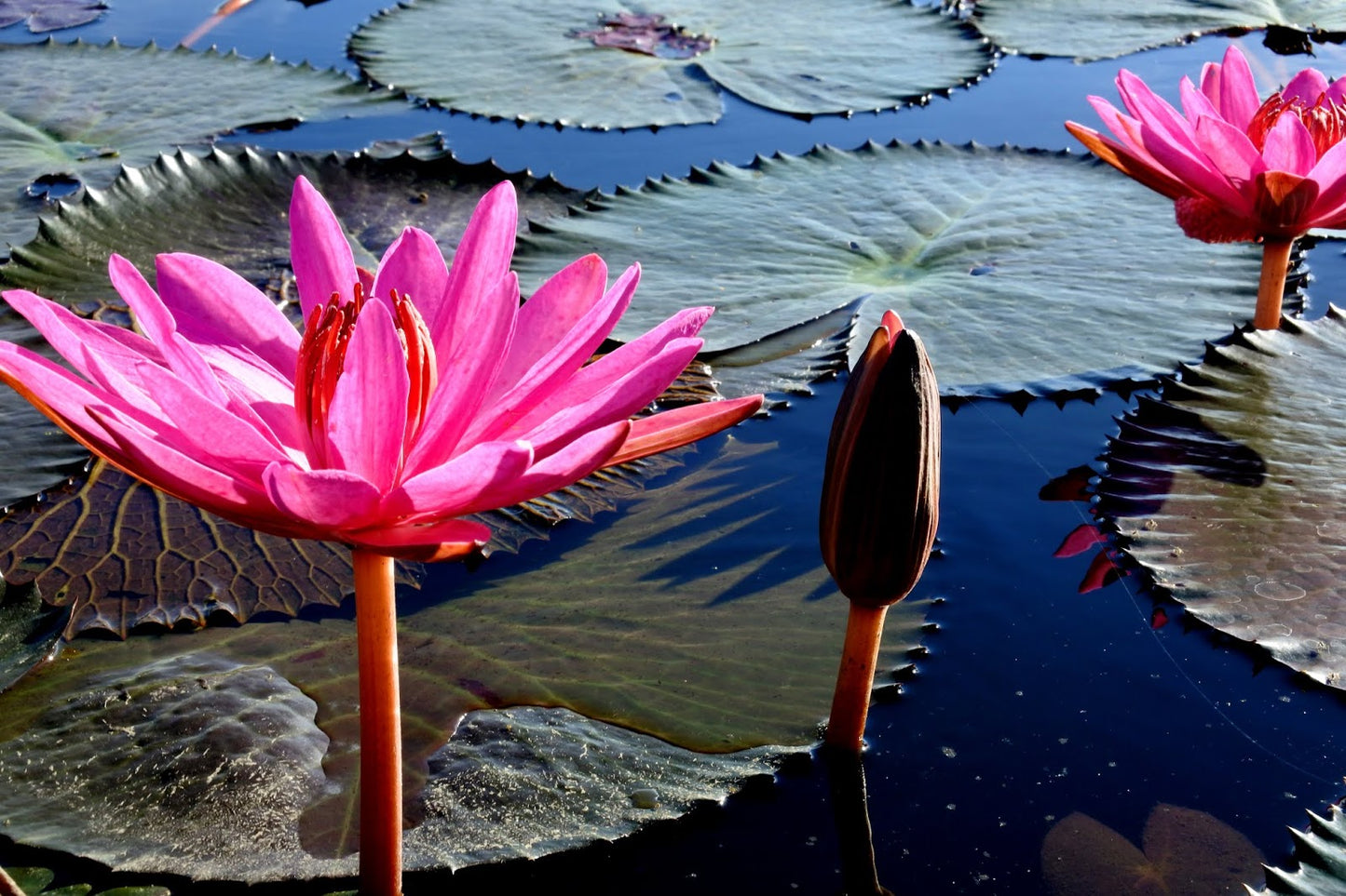 T'boli Earring: Lotus