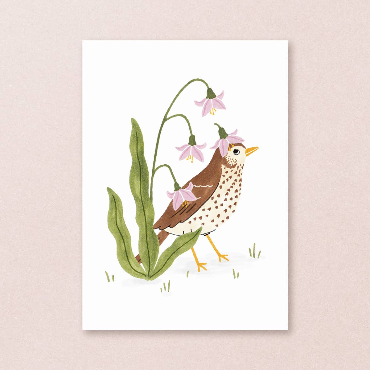 Studio Kuukeluus - Postcard song thrush