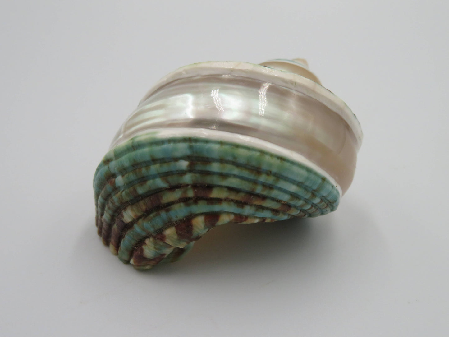 Product Import Holland - Talembu poleng green - Shells - beach - decoration - coast