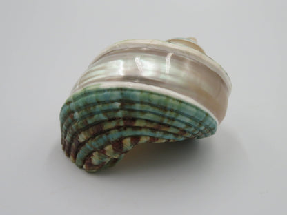Product Import Holland - Talembu poleng green - Shells - beach - decoration - coast