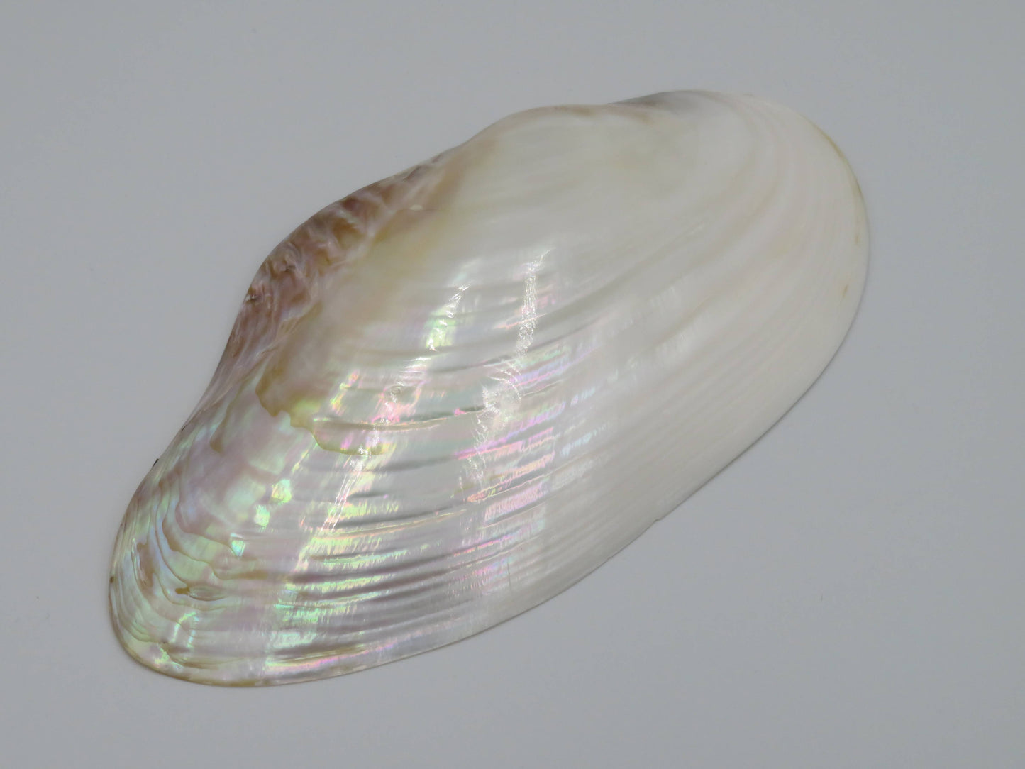 Product Import Holland - Unique large shell Kupang 25-up cm! - mother-of-pearl - mussel
