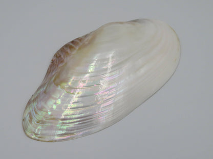 Product Import Holland - Unique large shell Kupang 25-up cm! - mother-of-pearl - mussel