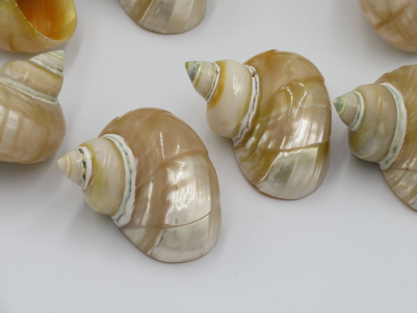 Product Import Holland - Talembu Ukir - shells - decoration - beach - boho