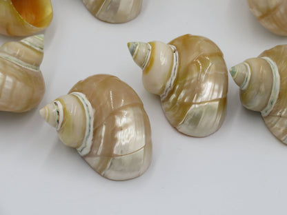 Product Import Holland - Talembu Ukir - shells - decoration - beach - boho