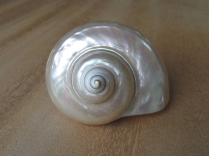 Product Import Holland - Turbo White "Turbo marmoratus" - shell - mother-of-pearl - beach