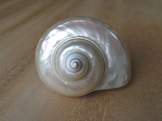 Turbo White "Turbo marmoratus" - shell - mother-of-pearl - beach