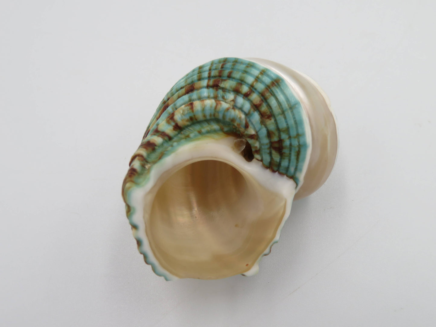 Product Import Holland - Talembu poleng green - Shells - beach - decoration - coast