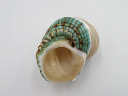 Product Import Holland - Talembu poleng green - Shells - beach - decoration - coast