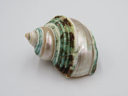 Product Import Holland - Talembu poleng green - Shells - beach - decoration - coast