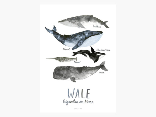 typealive - Print/whales