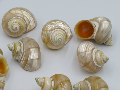 Product Import Holland - Talembu Ukir - shells - decoration - beach - boho