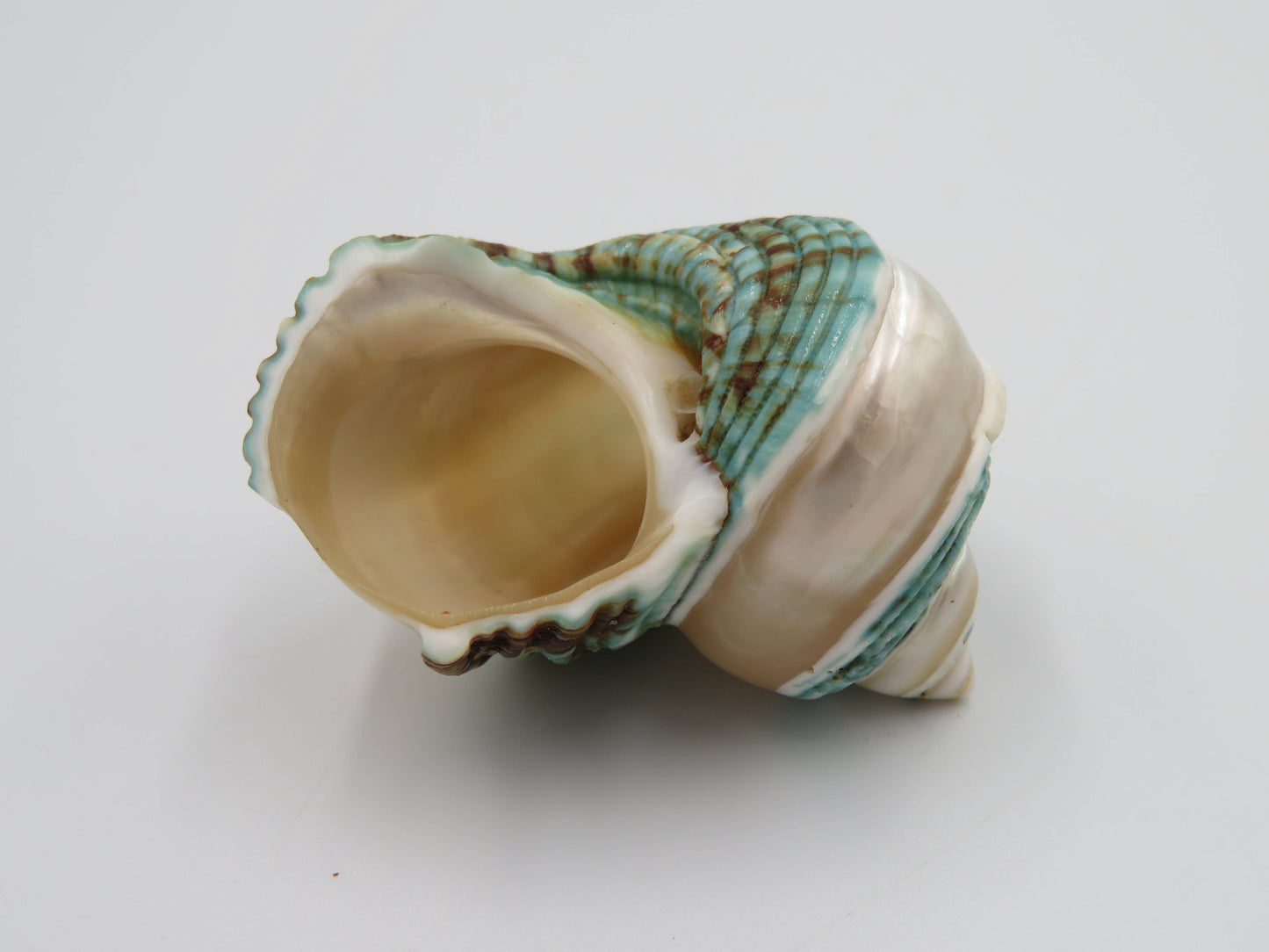 Product Import Holland - Talembu poleng green - Shells - beach - decoration - coast