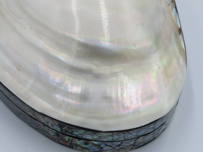Product Import Holland - Jewelry Box Kupang - nature - shell - coast