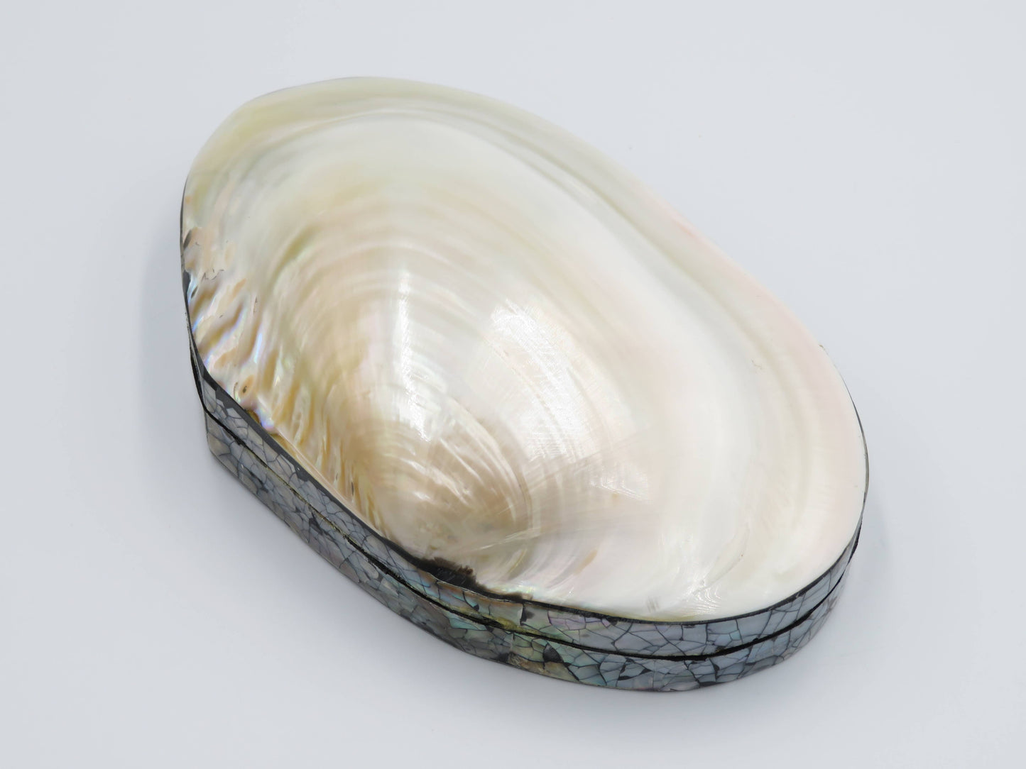 Product Import Holland - Jewelry Box Kupang - nature - shell - coast