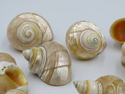Product Import Holland - Talembu Ukir - shells - decoration - beach - boho