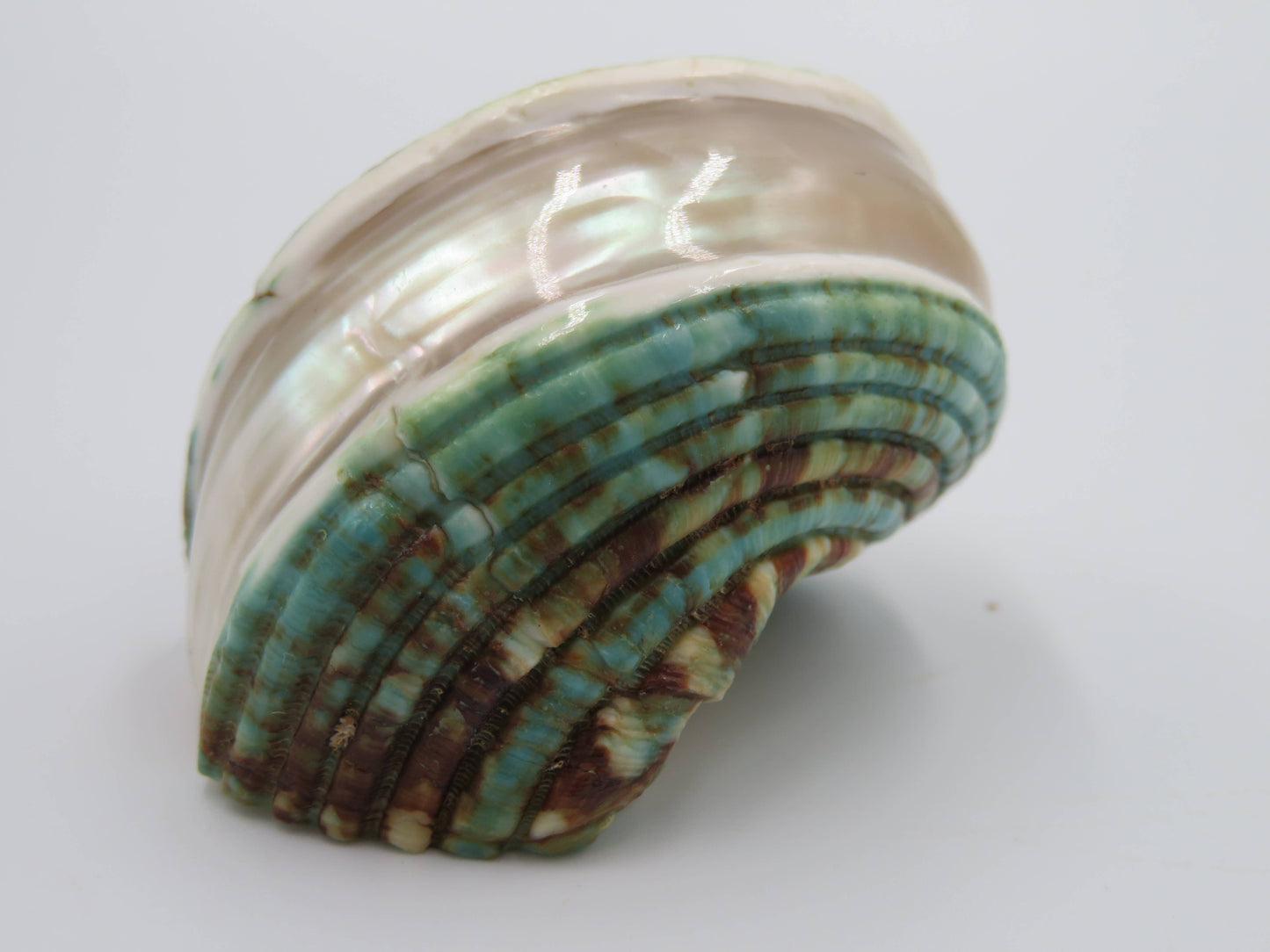 Product Import Holland - Talembu poleng green - Shells - beach - decoration - coast