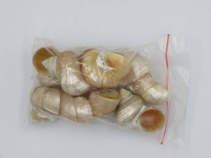 Product Import Holland - Talembu Ukir - shells - decoration - beach - boho