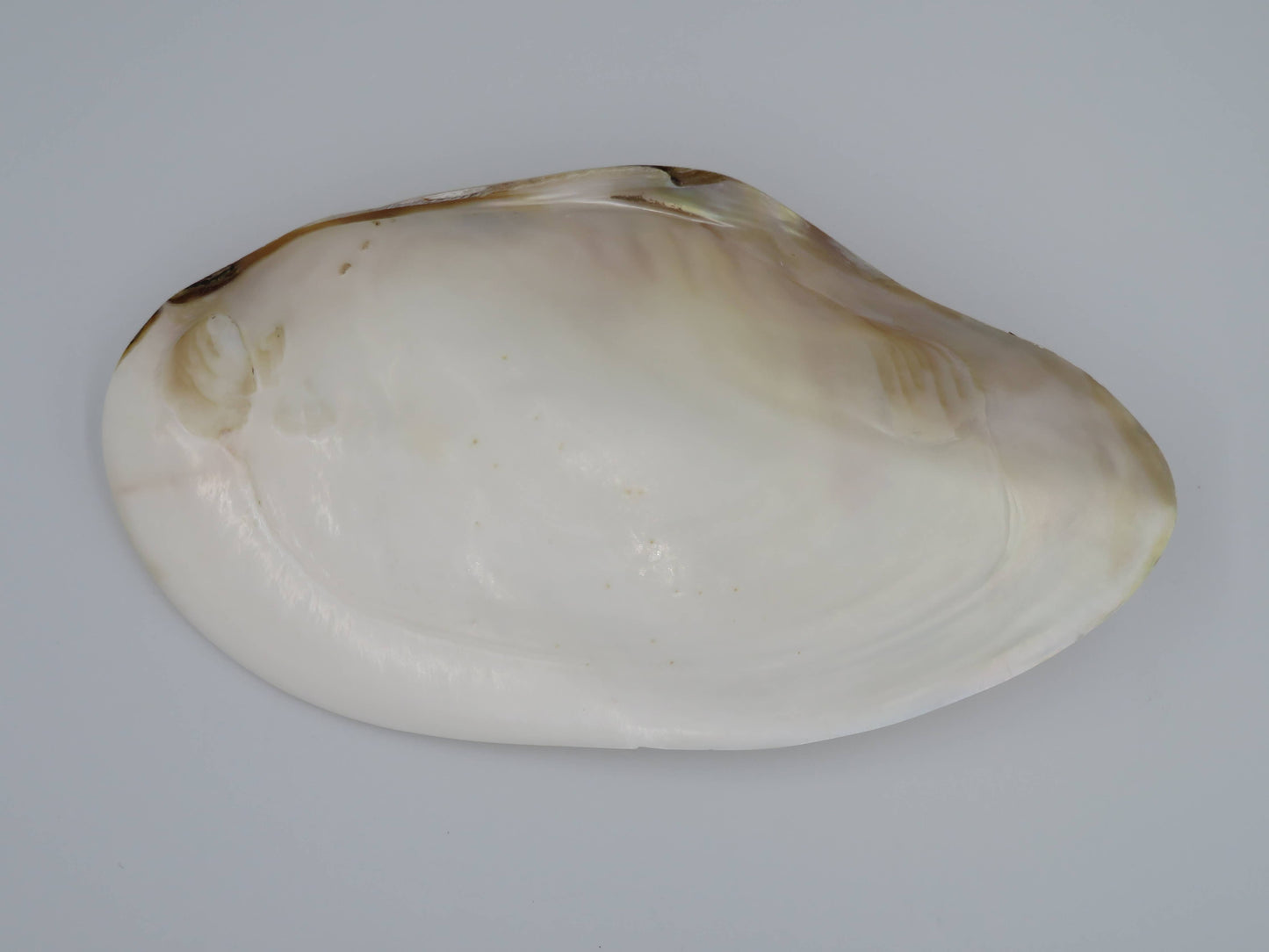 Product Import Holland - Unique large shell Kupang 20-22 cm! - mother-of-pearl - mussel