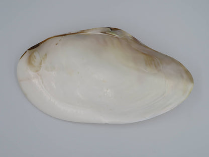 Product Import Holland - Unique large shell Kupang 20-22 cm! - mother-of-pearl - mussel