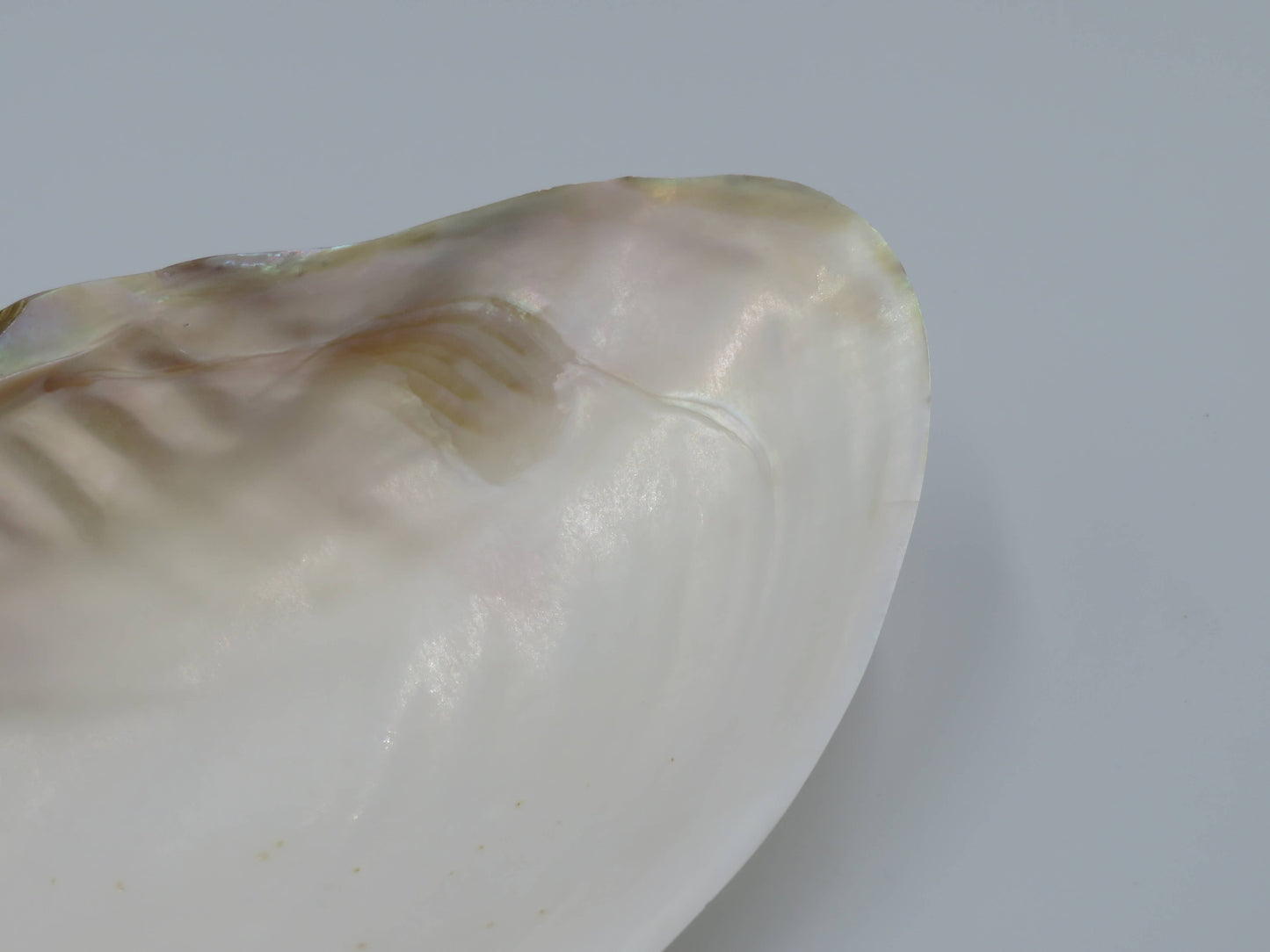 Product Import Holland - Unique large shell Kupang 20-22 cm! - mother-of-pearl - mussel