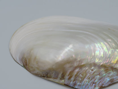 Product Import Holland - Unique large shell Kupang 25-up cm! - mother-of-pearl - mussel