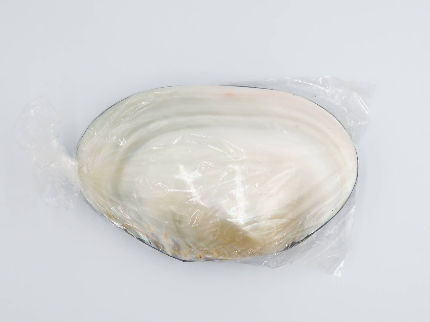 Product Import Holland - Jewelry Box Kupang - nature - shell - coast
