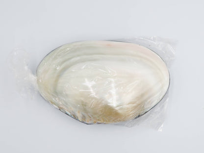 Product Import Holland - Jewelry Box Kupang - nature - shell - coast