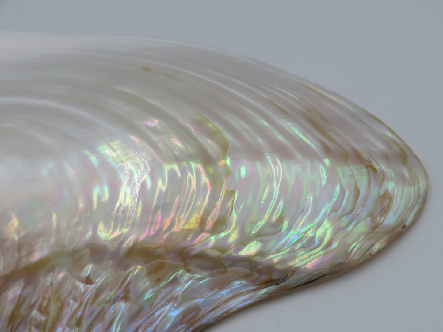 Product Import Holland - Unique large shell Kupang 20-22 cm! - mother-of-pearl - mussel