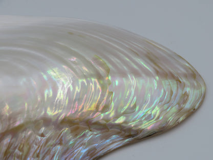 Product Import Holland - Unique large shell Kupang 20-22 cm! - mother-of-pearl - mussel