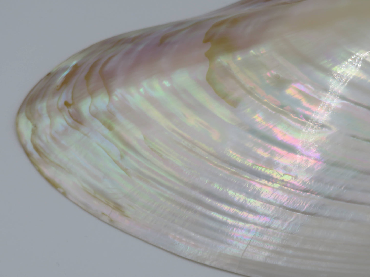 Product Import Holland - Unique large shell Kupang 20-22 cm! - mother-of-pearl - mussel