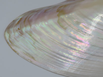 Product Import Holland - Unique large shell Kupang 25-up cm! - mother-of-pearl - mussel