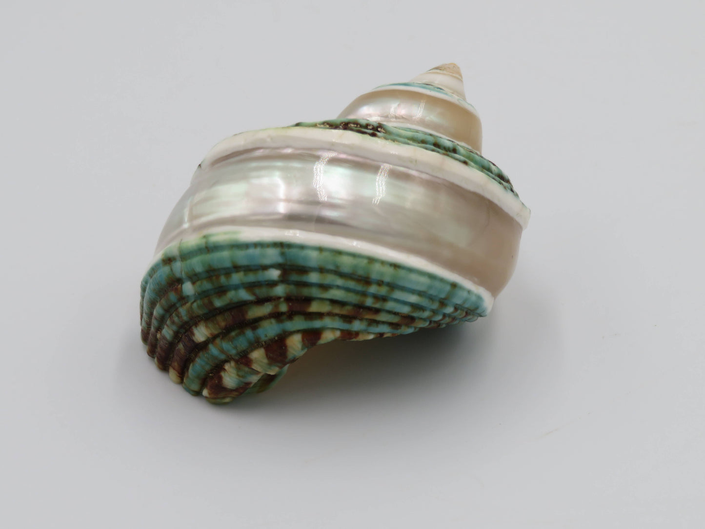 Product Import Holland - Talembu poleng green - Shells - beach - decoration - coast