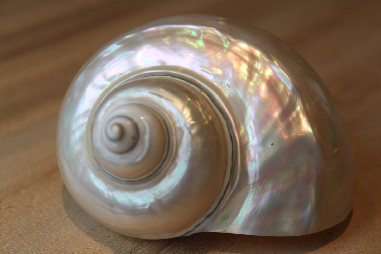 Product Import Holland - Turbo White "Turbo marmoratus" - shell - mother-of-pearl - beach