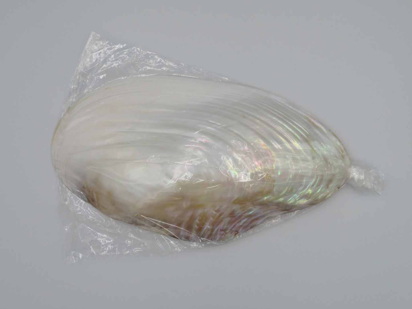 Product Import Holland - Unique large shell Kupang 23-24 cm! - mother-of-pearl - mussel