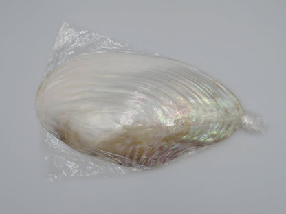 Product Import Holland - Unique large shell Kupang 23-24 cm! - mother-of-pearl - mussel