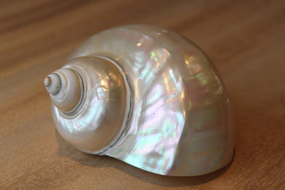 Product Import Holland - Turbo White "Turbo marmoratus" - shell - mother-of-pearl - beach