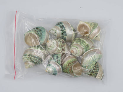 Product Import Holland - Talembu poleng green - Shells - beach - decoration - coast