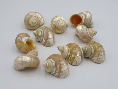 Product Import Holland - Talembu Ukir - shells - decoration - beach - boho