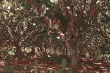 Load image into Gallery viewer, Theo &amp; Philo – Pure with Mango, Chili and Cocoa Nibs 65%
