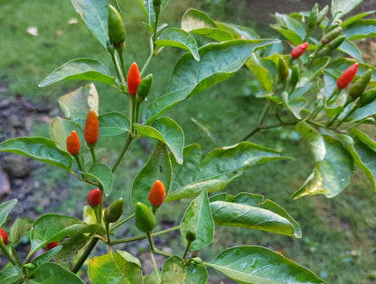 Theo & Philo – Puur met Labuyo-chili 65%