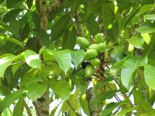 Load image into Gallery viewer, Theo &amp; Philo – Pure with Mango, Chili and Cocoa Nibs 65%
