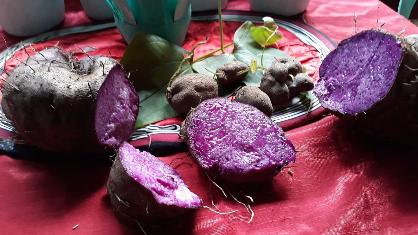 Auro 32% Ube Coco White Chocolate