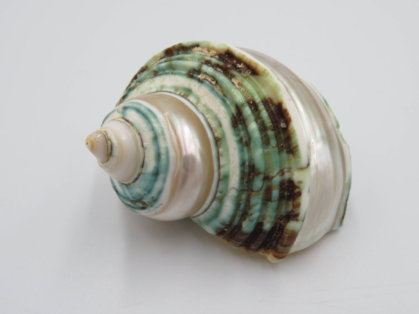 Product Import Holland - Talembu poleng green - Shells - beach - decoration - coast