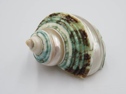 Product Import Holland - Talembu poleng green - Shells - beach - decoration - coast