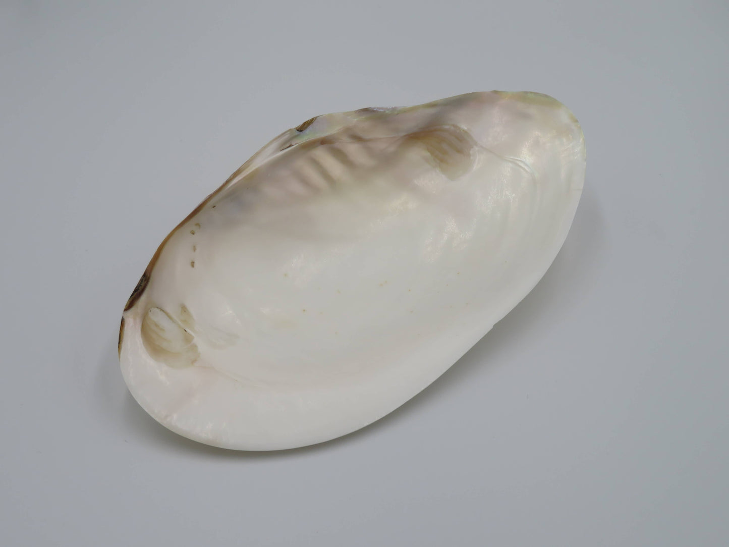 Product Import Holland - Unique large shell Kupang 23-24 cm! - mother-of-pearl - mussel
