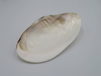 Product Import Holland - Unique large shell Kupang 23-24 cm! - mother-of-pearl - mussel