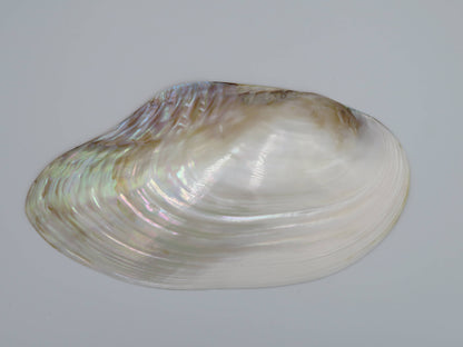 Product Import Holland - Unique large shell Kupang 20-22 cm! - mother-of-pearl - mussel