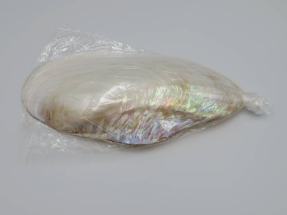 Product Import Holland - Unique large shell Kupang 20-22 cm! - mother-of-pearl - mussel