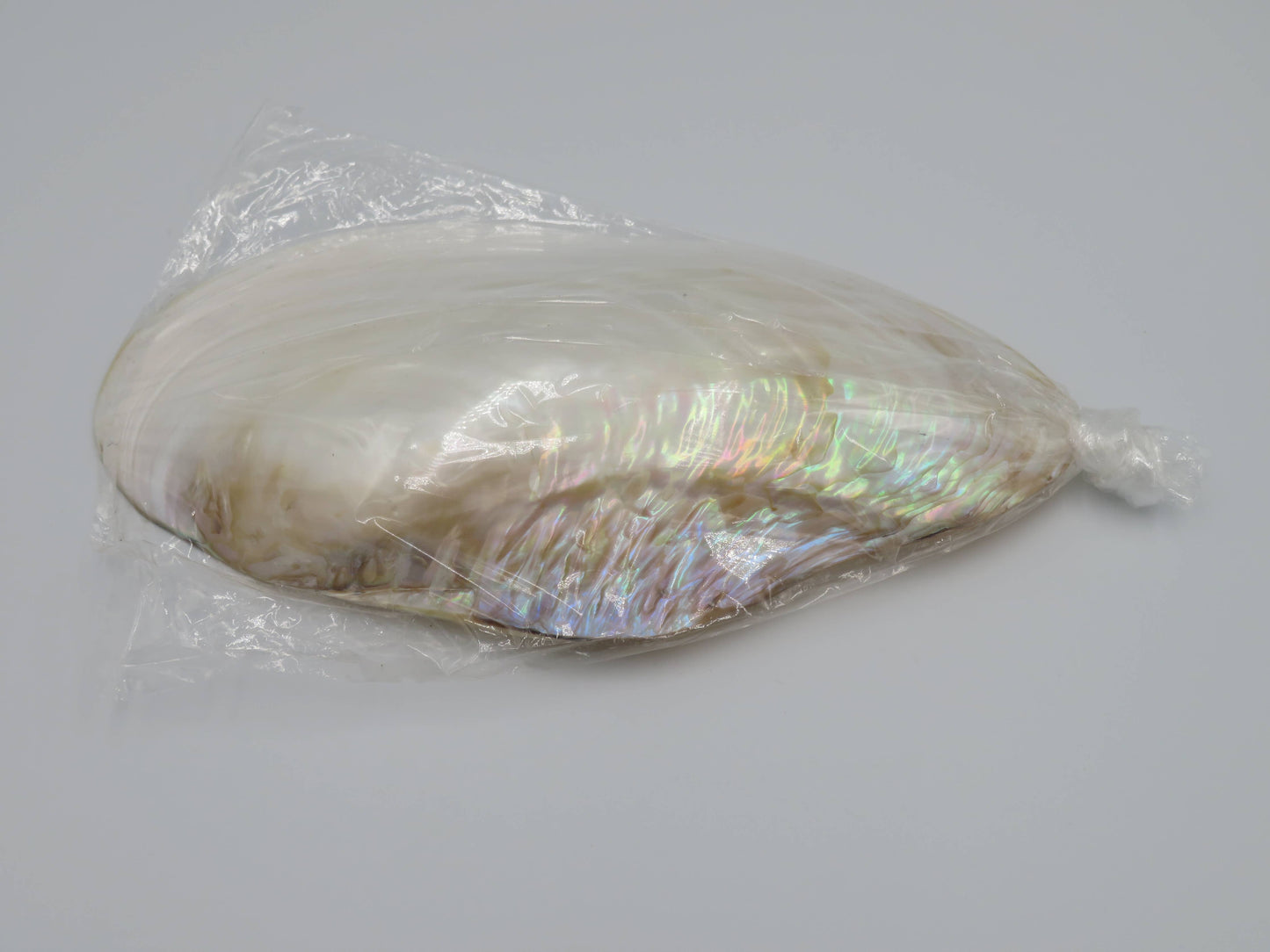 Product Import Holland - Unique large shell Kupang 25-up cm! - mother-of-pearl - mussel