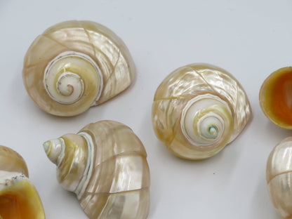Product Import Holland - Talembu Ukir - shells - decoration - beach - boho